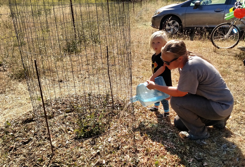 Rhys and Lauren watering a thirsty oak tree!